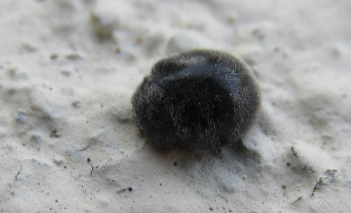 Rhyzobius forestieri